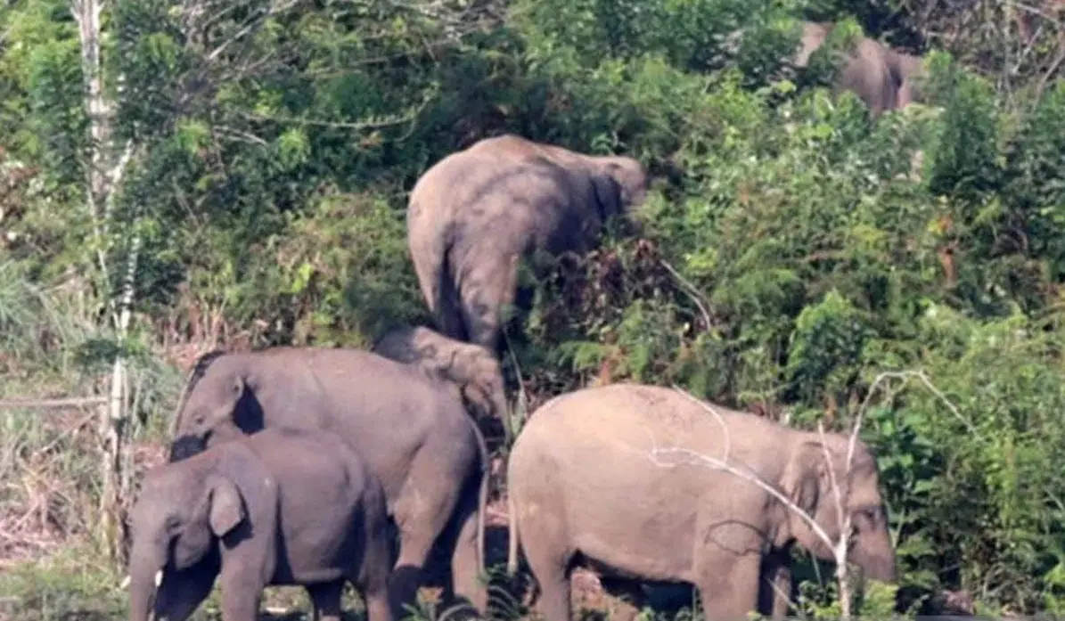aceh-conservation-agency-warns-residents-following-fatal-wild-elephant-encounter