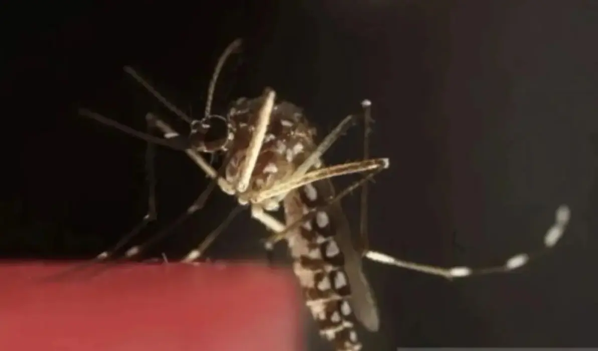 health-ministry-reports-337-surge-in-papua-malaria-screening-efforts