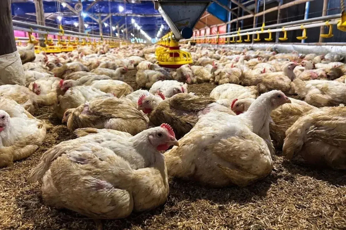 indonesian-poultry-ban-in-saudi-arabia-unrelated-to-halal-concerns-trade-ministry