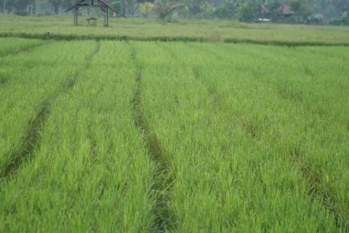 public-works-ministry-to-implement-the-p3tgai-in-12000-locations-across-indonesia