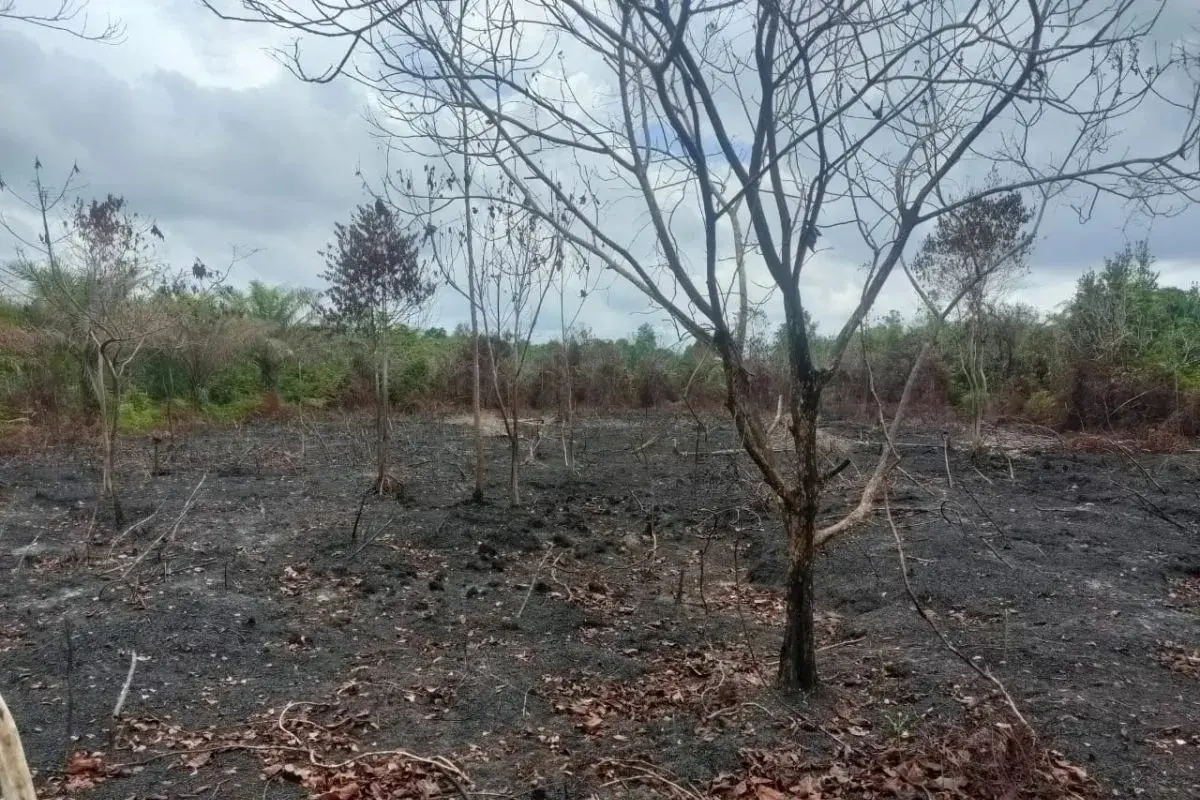 Police Arrest the Arson of 35 Hectares Wildfire in North Rupat