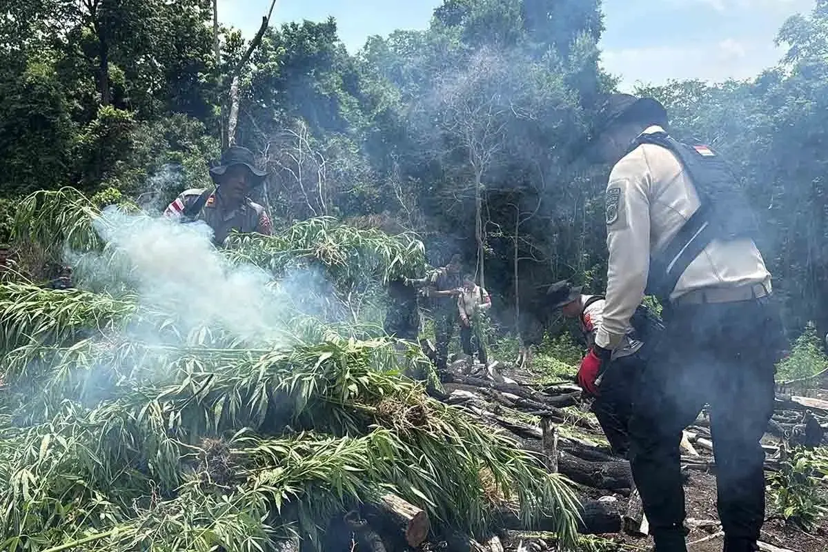 police-find-and-destroy-a-total-of-20-hectares-of-marijuana-field-in-aceh-besar