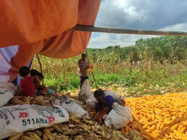 police-helps-harvesting-corn-on-a-05-hectares-plot-in-west-samboja