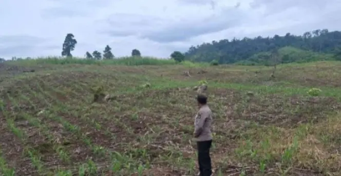 police-monitors-the-growth-of-corn-field-in-lunjuk-village