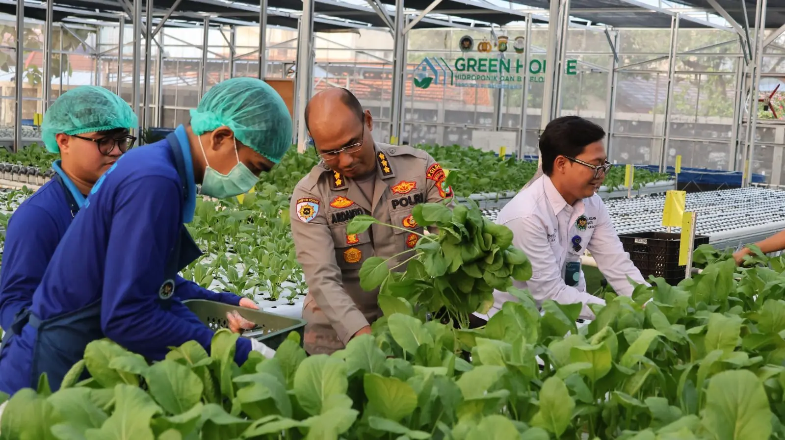 palmerah-sppg-harvest-80-kilograms-of-mustard-greens-and-560-catfish-for-mbg-program