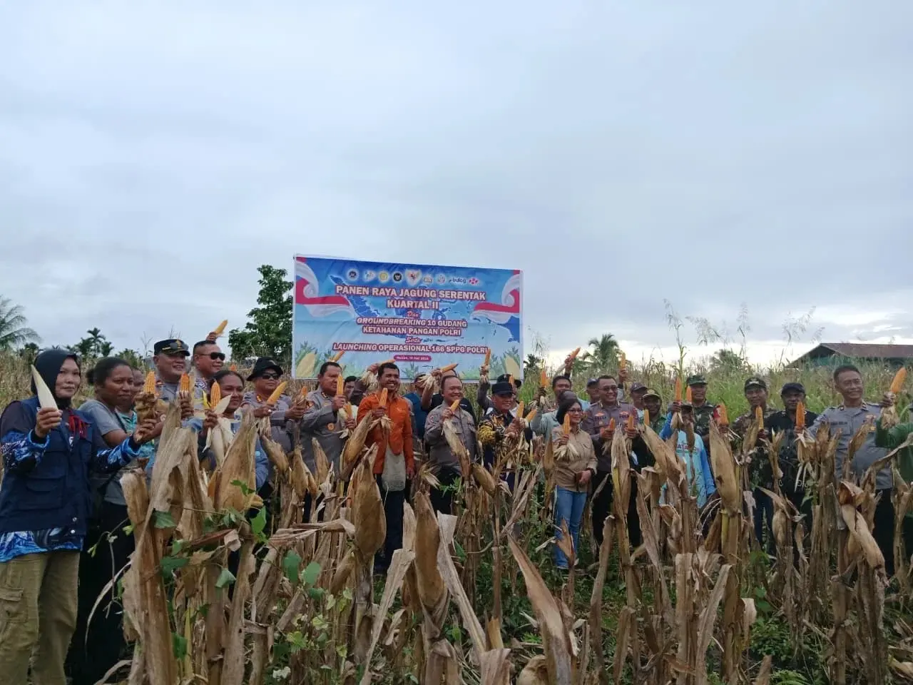 central-papua-regional-police-harvest-corn-in-support-national-food-security