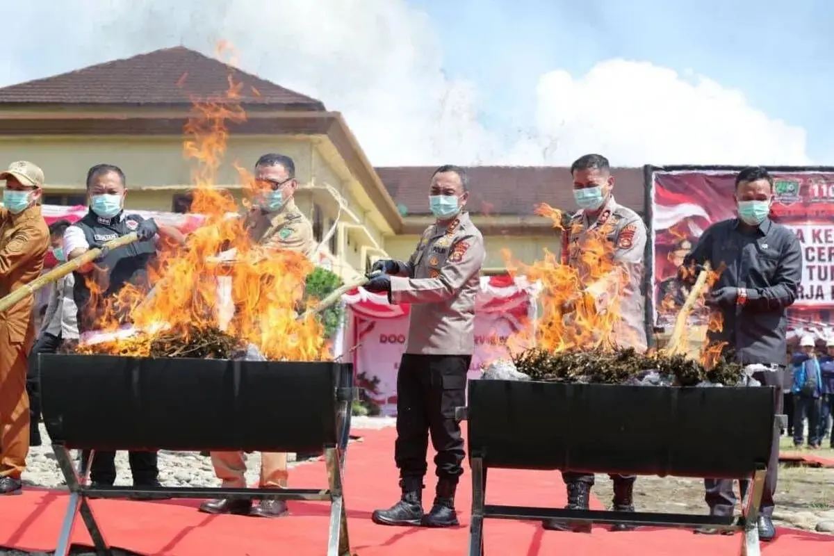 south-sumatra-police-destroy-200-kilograms-of-marijuana-from-empat-lawang-regency