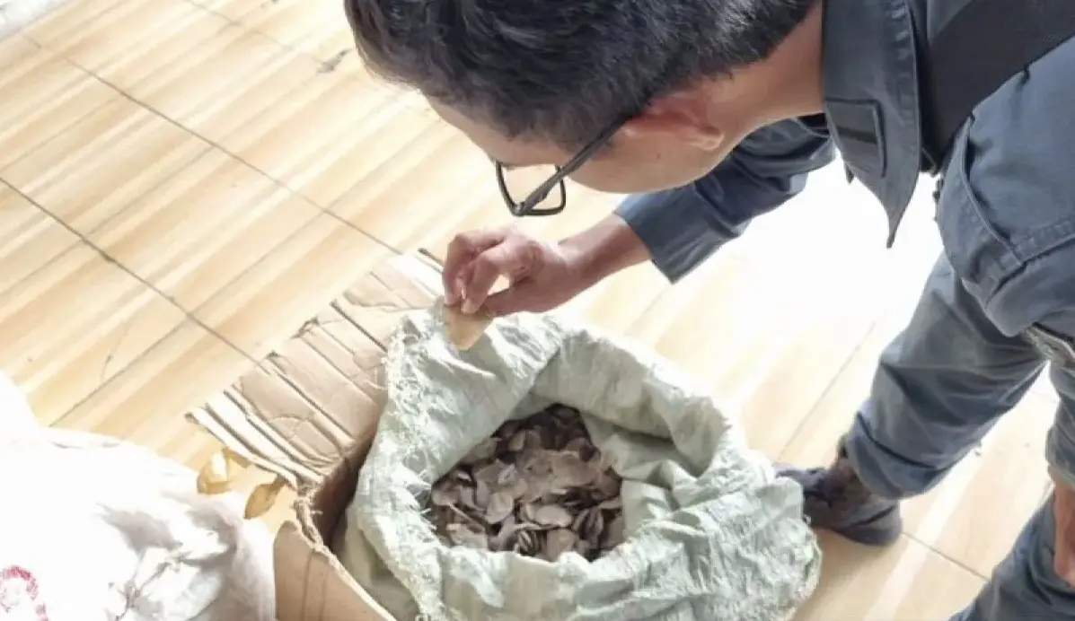 forestry-ministry-foils-smuggling-of-3-tons-of-pangolin-scales