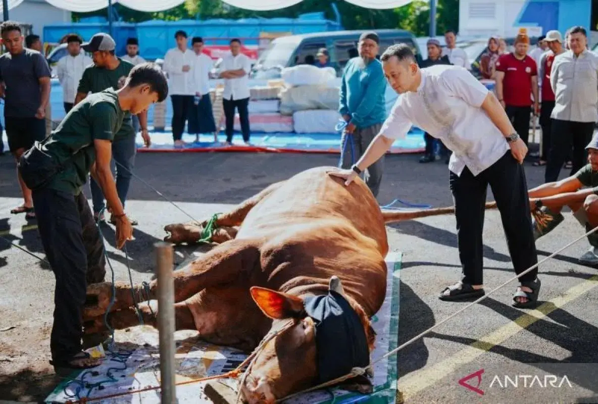 30-bulls-and-23-goats-distributed-to-people-in-bogor-in-celebrating-eid-al-adha