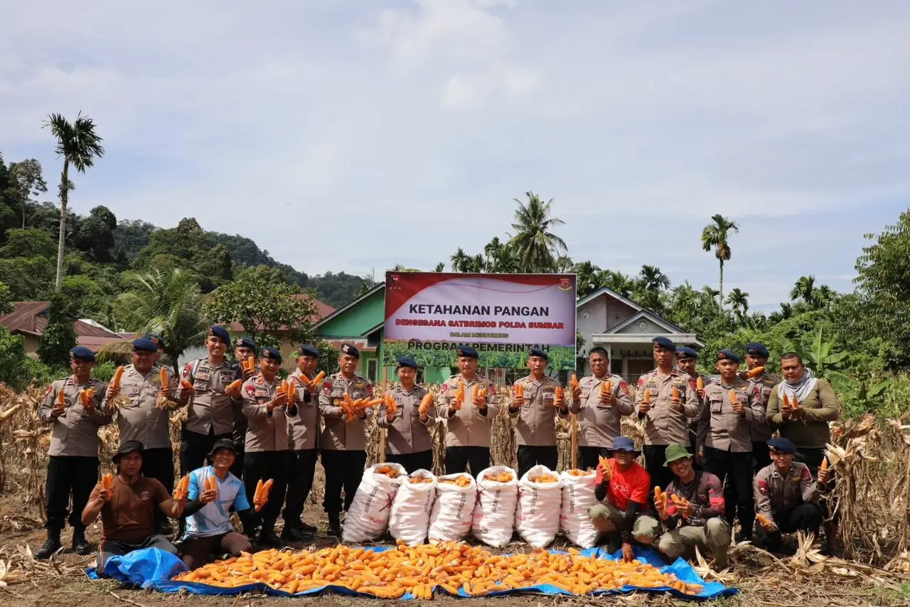 west-sumatra-brimob-harvests-corn-to-support-food-security