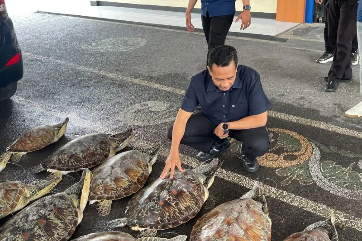bali-police-foil-illegal-trade-of-21-endangered-green-sea-turtles