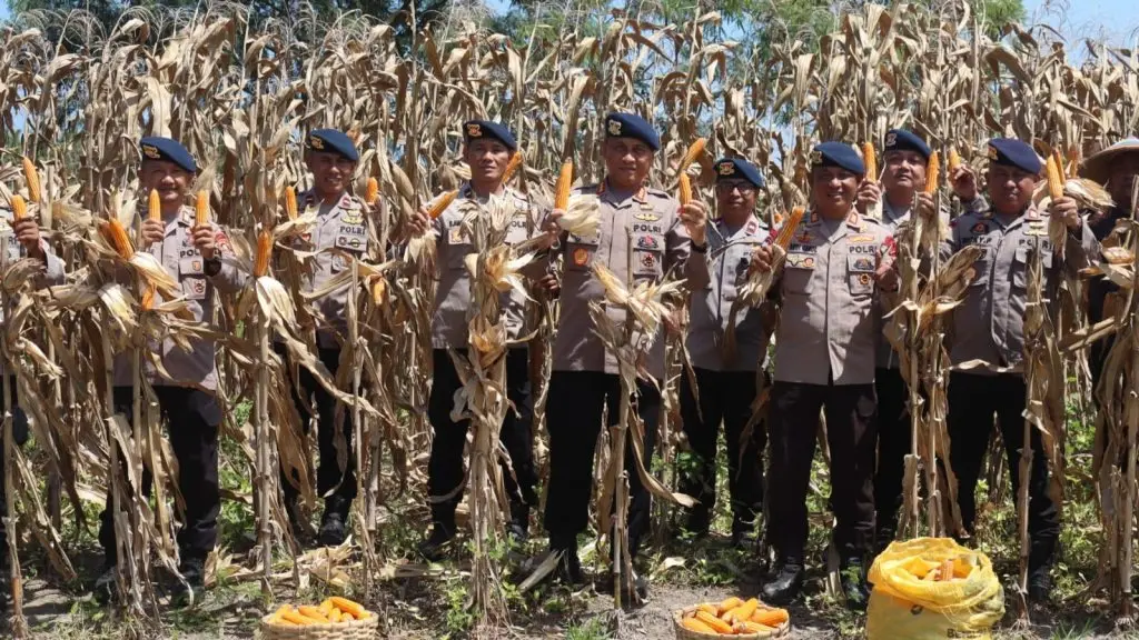 second-major-harvest-in-gorontalo-yielded-5-tons-of-corn