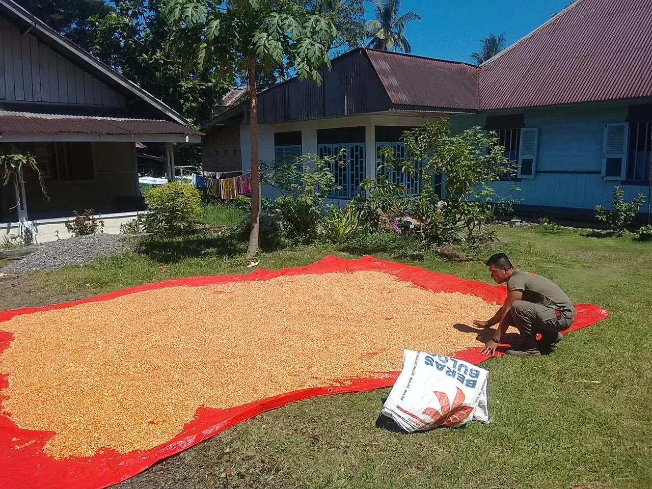 west-sumatra-brimob-optimizes-corn-harvest-to-support-national-food-security