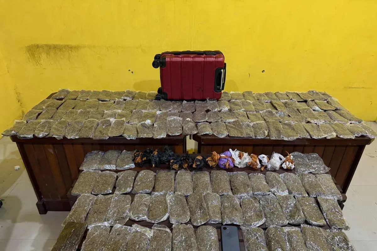 a-woman-apprehended-by-the-police-for-attempting-to-smuggle-marijuana-from-jayapura-to-sorong-city