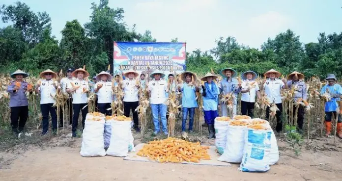20-tons-of-corn-harvested-in-banten-in-supporting-national-food-security