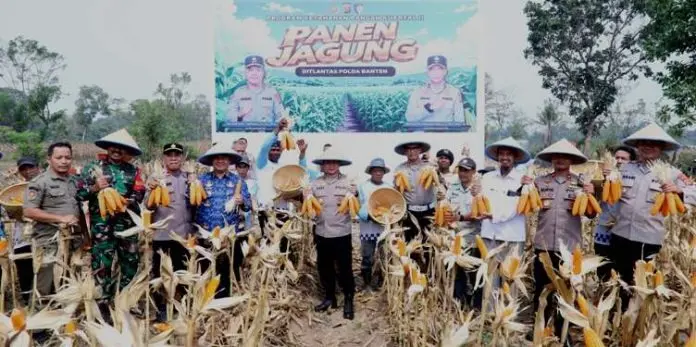 Banten Police Traffic Directorate Harvests 3 Hectares of Corn in Serang