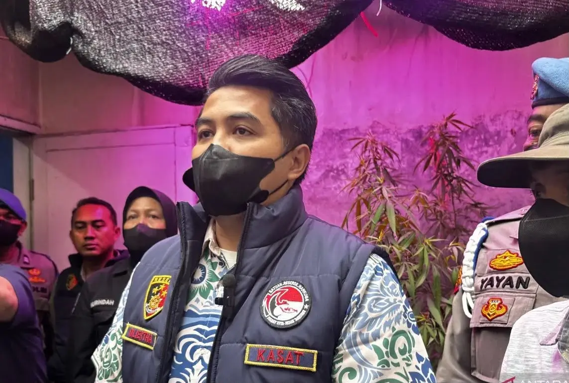 Bandung Police Uncover Cannabis Cultivation Operated by Public Employee