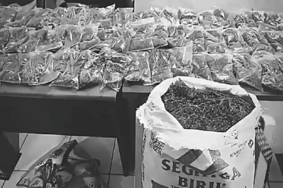 268-of-marijuana-secured-by-the-police-from-january-to-september-in-papua