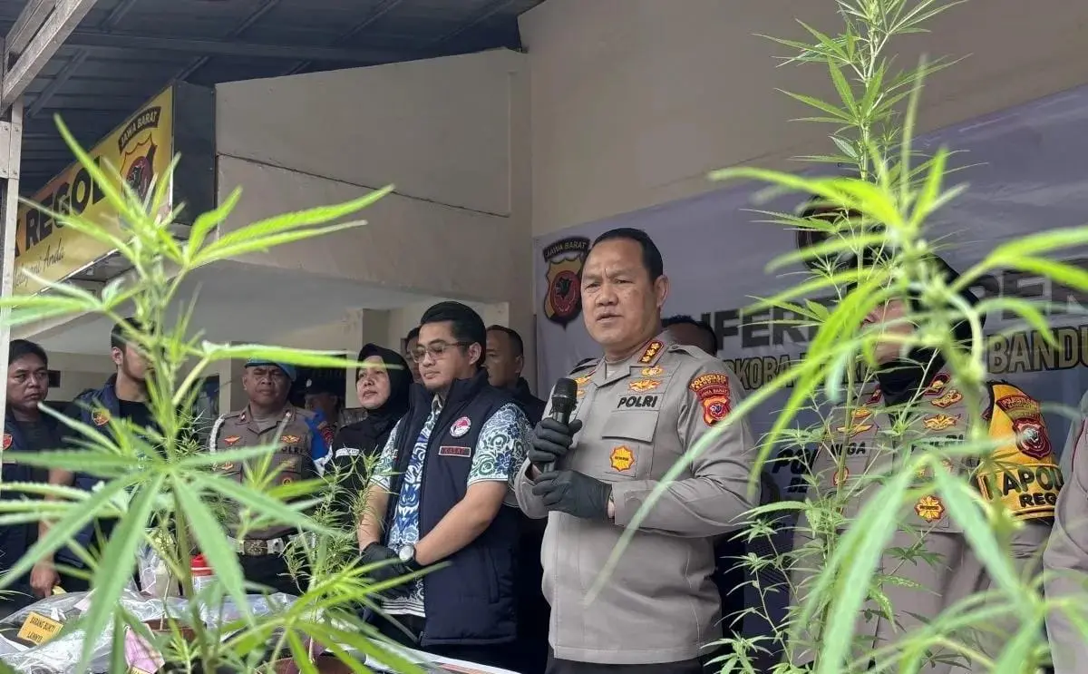 Bandung Police Uncover Rooftop Cannabis Cultivation, Arrest 55-Year-Old Suspect