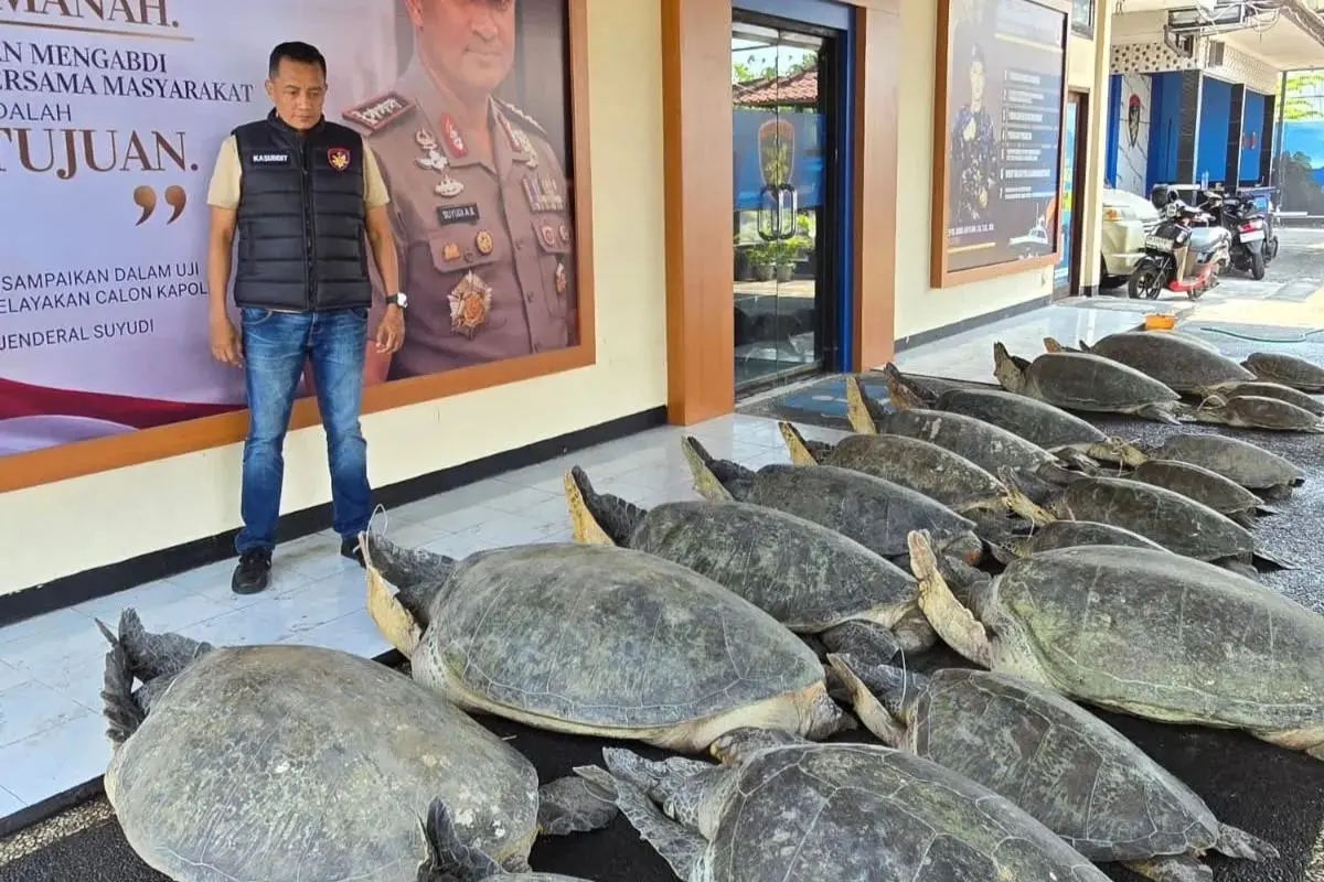 Green Turtle Smuggling Attempt Foiled by Authorities in the Waters of Serangan Island
