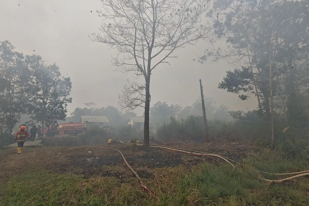 nine-companies-and-223-suspects-arrested-for-involvement-in-wildfire