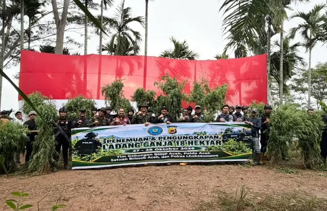 18-hectares-of-marijuana-field-discovered-in-north-aceh-four-arrested
