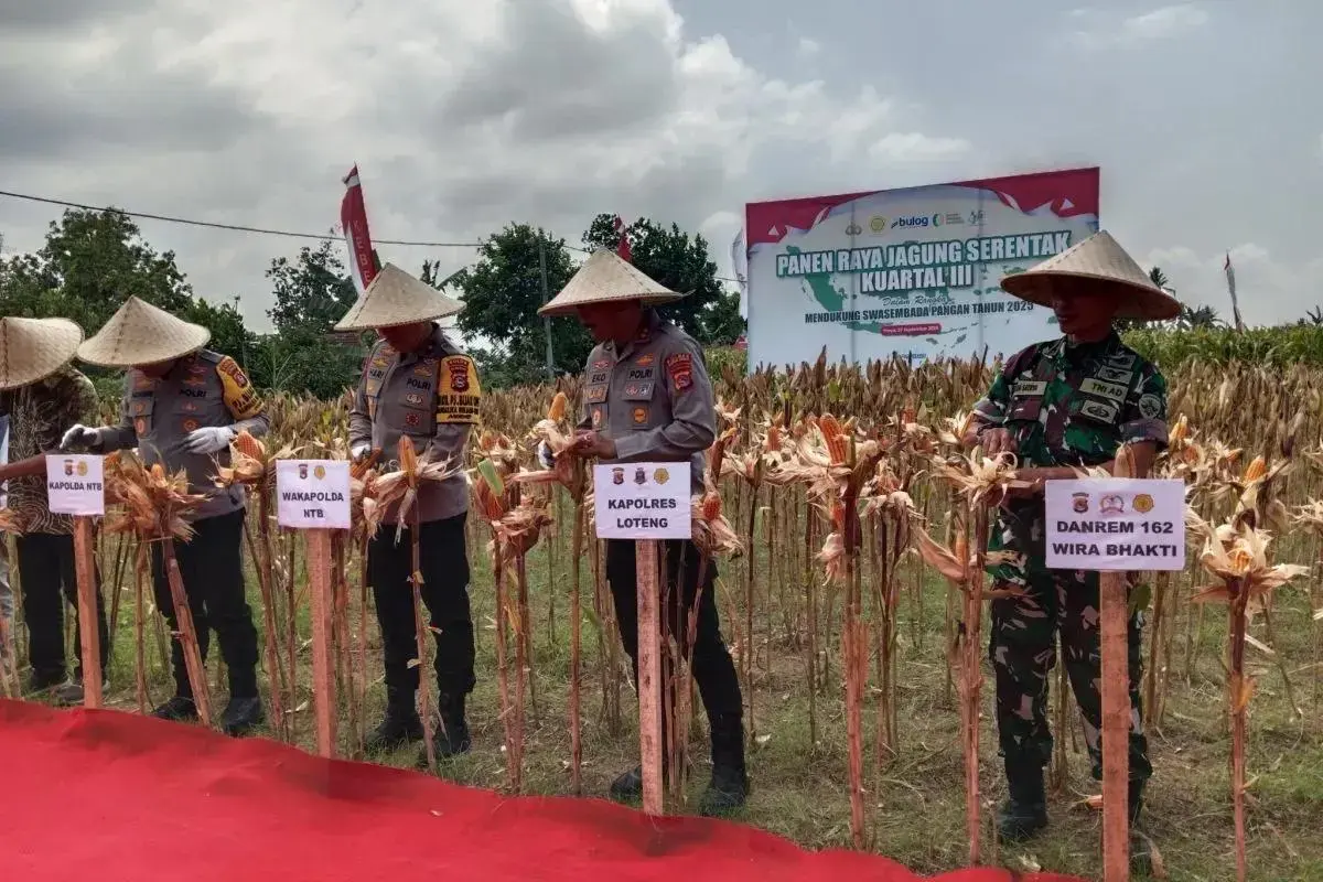 west-nusa-tenggara-police-harvest-50-tons-of-corn-for-food-security-drive