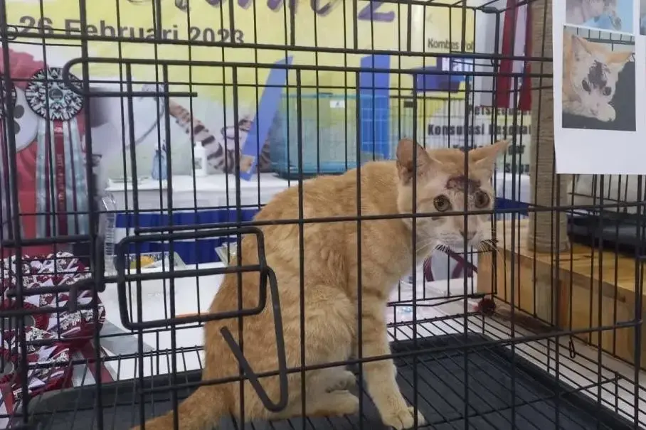 man-arrested-for-shooting-pet-cat-with-air-rifle