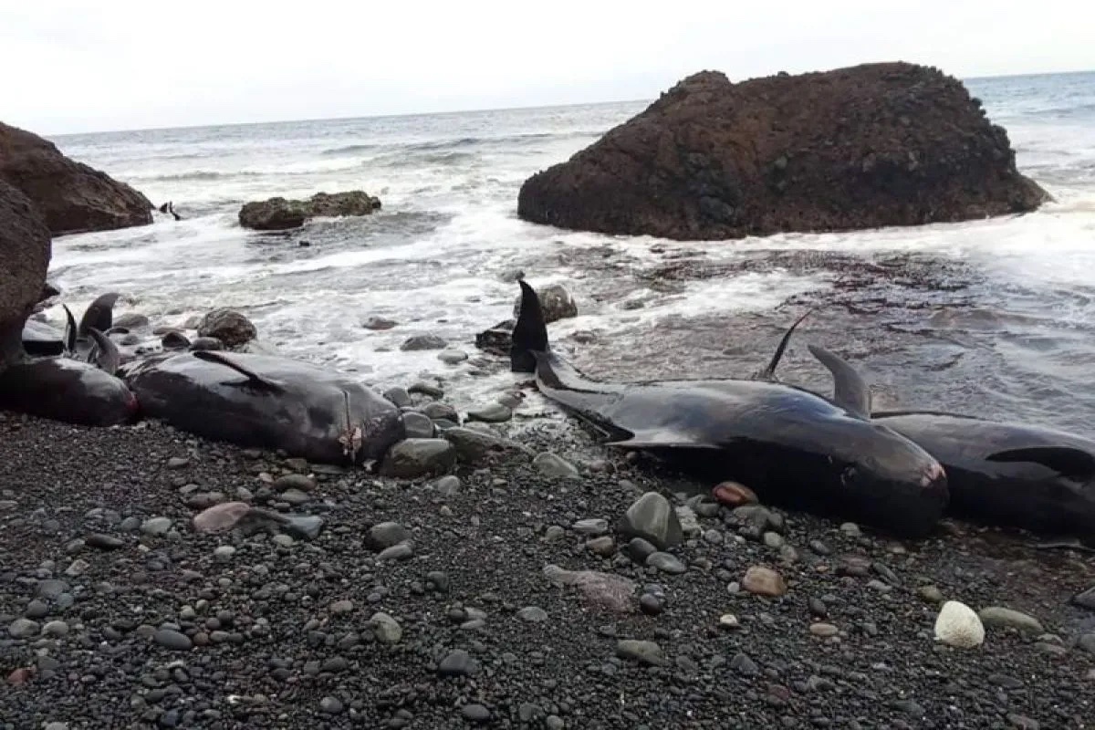 bkkpn-investigates-report-of-50-beached-whales-in-alor-ntt