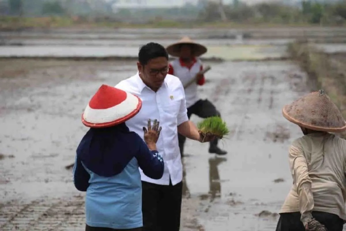 new-rice-fields-program-to-strengthen-food-self-sufficiency