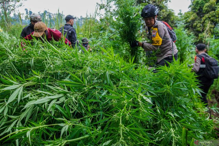 police-discover-25000-cannabis-plants-on-mount-semeru