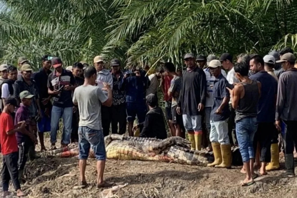 man-killed-by-crocodile-while-fishing-in-rokan-hilir