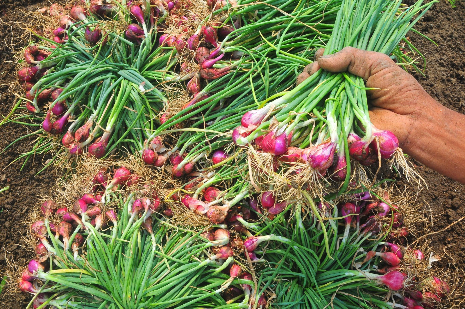 agriculture-ministry-says-shallots-production-decreased-for-october-in-december