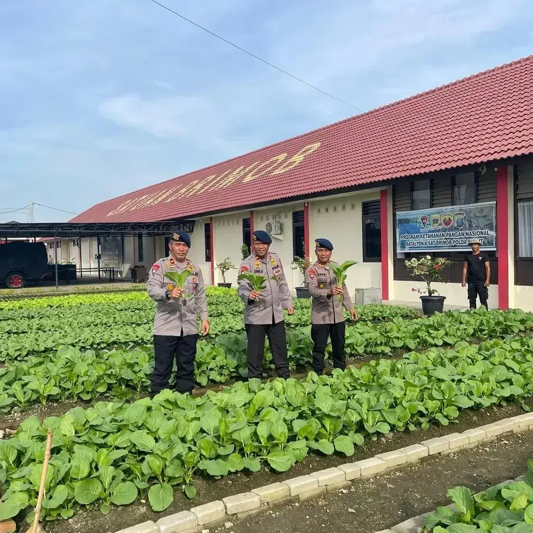 north-sumatra-mobile-brigade-unit-harvest-vegetables-as-concrete-step-in-supporting-food-security