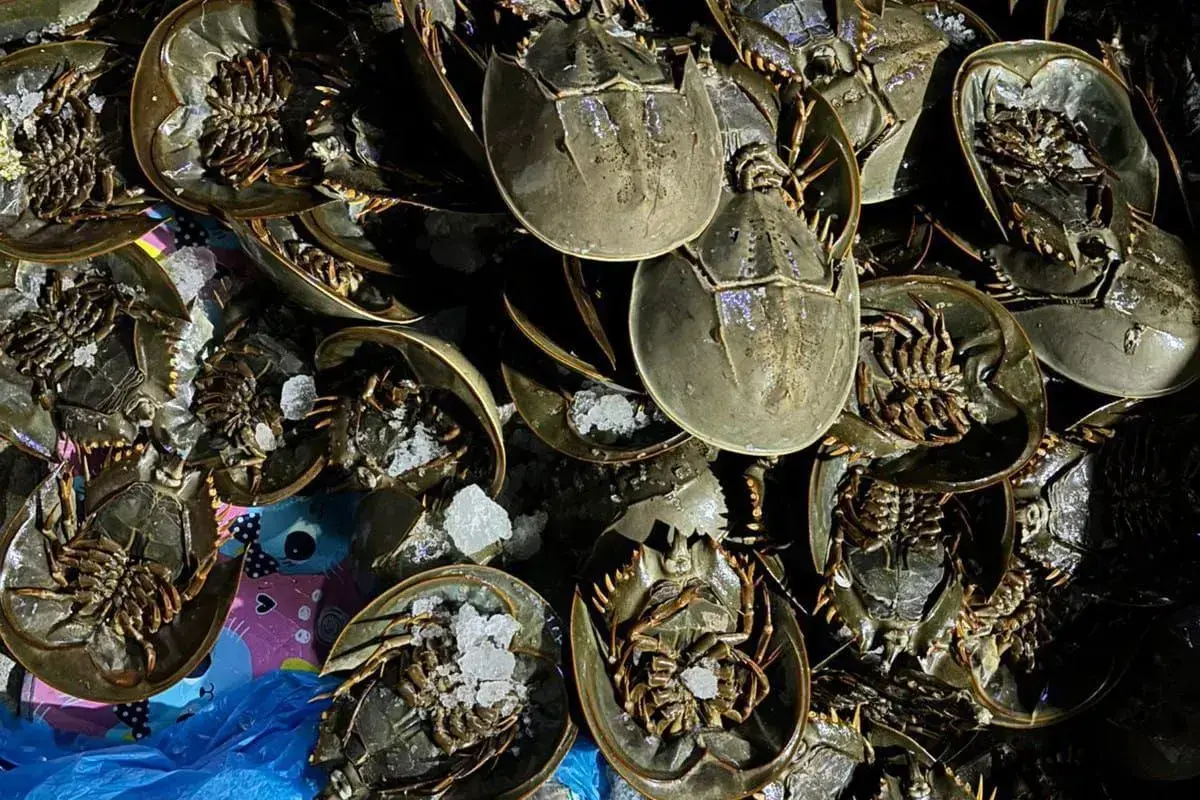 authority-intercept-the-1519-horseshoe-crab-smuggling-at-teluk-nibung-port