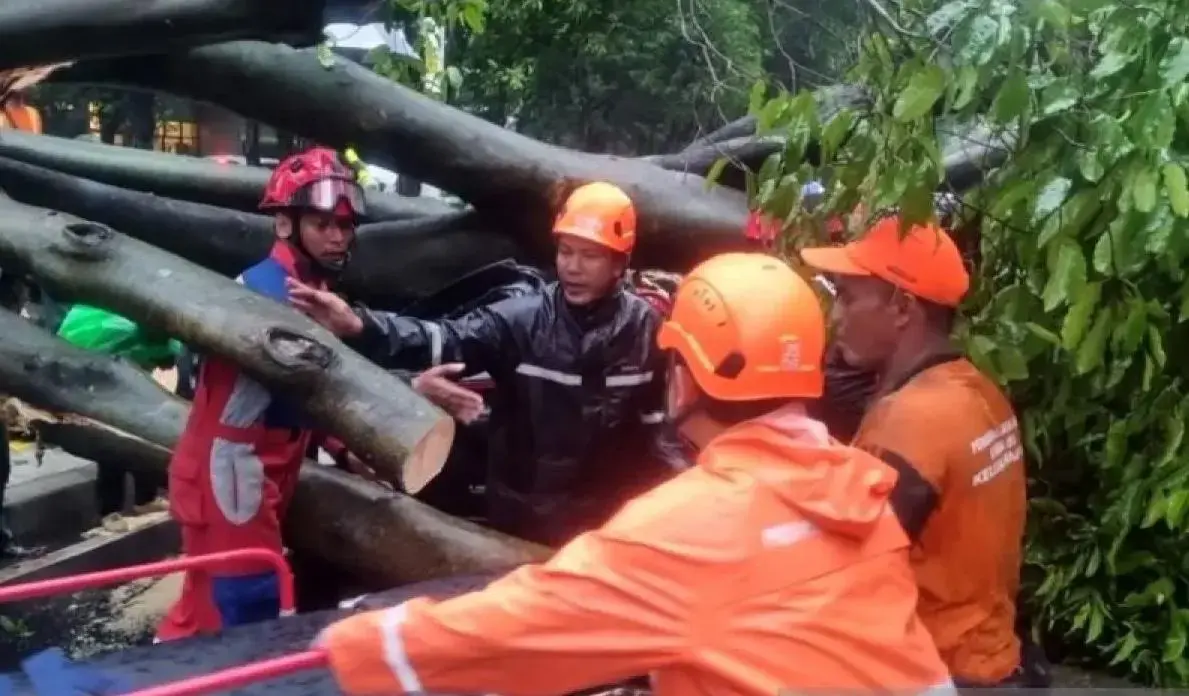 driver-killed-after-tree-crushes-five-cars-in-south-jakarta