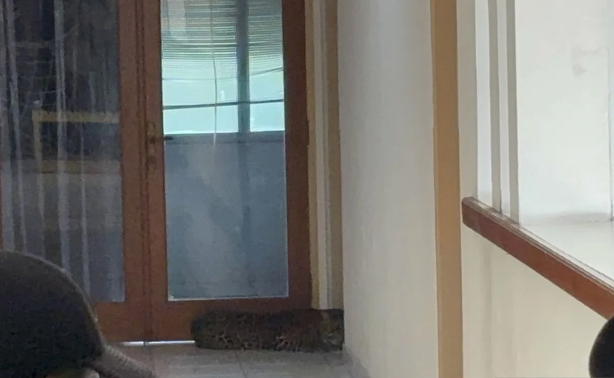 leopard-wanders-into-bandung-hotel-rescued-after-dramatic-evacuation