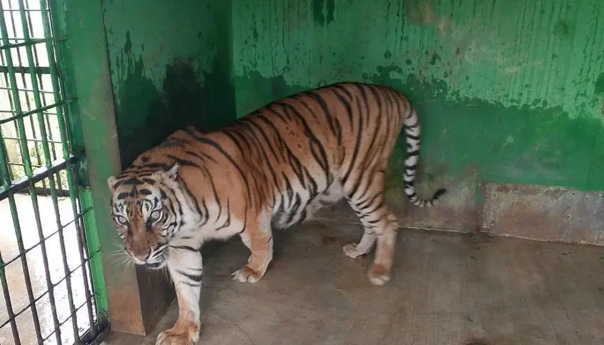 medan-zoo-tigress-dies-from-illness