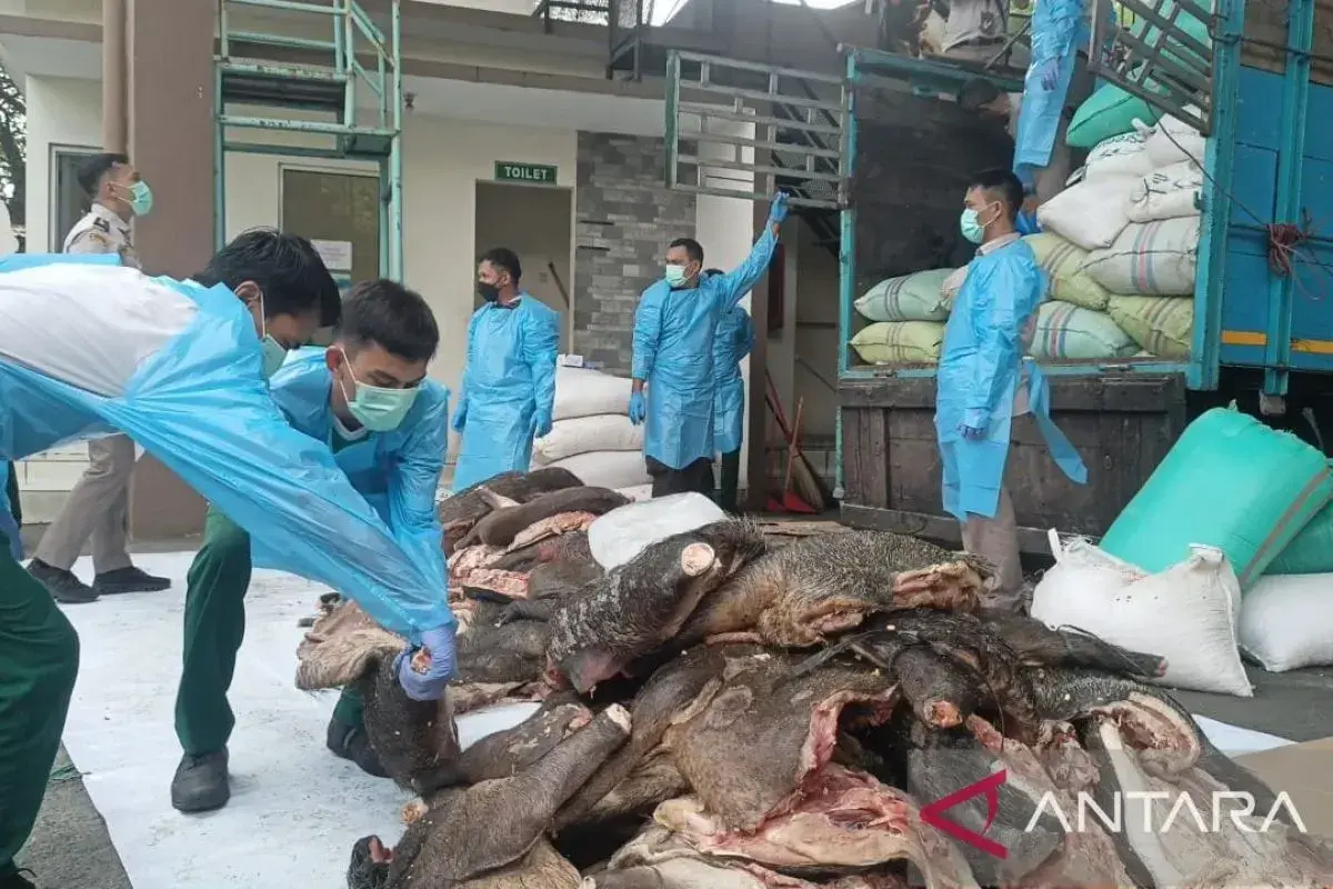 banten-bkhit-thwarted-the-smuggling-of-29-wild-boar-meats-at-merak-port