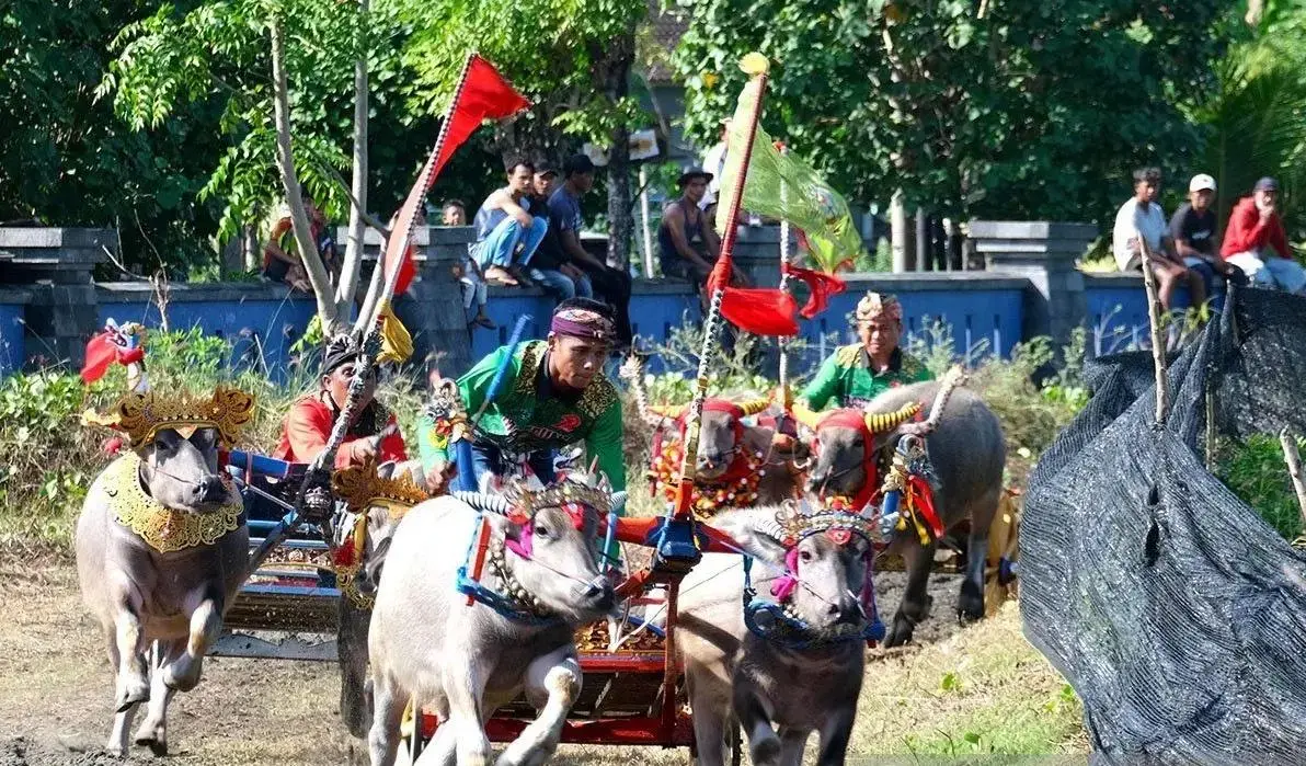 hundreds-of-buffalo-pairs-compete-in-bali-police-chiefs-makepung-cup