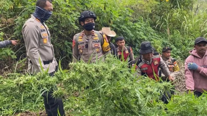 east-java-regional-police-found-marijuana-fields-in-bromo-tengger-semeru-national-park